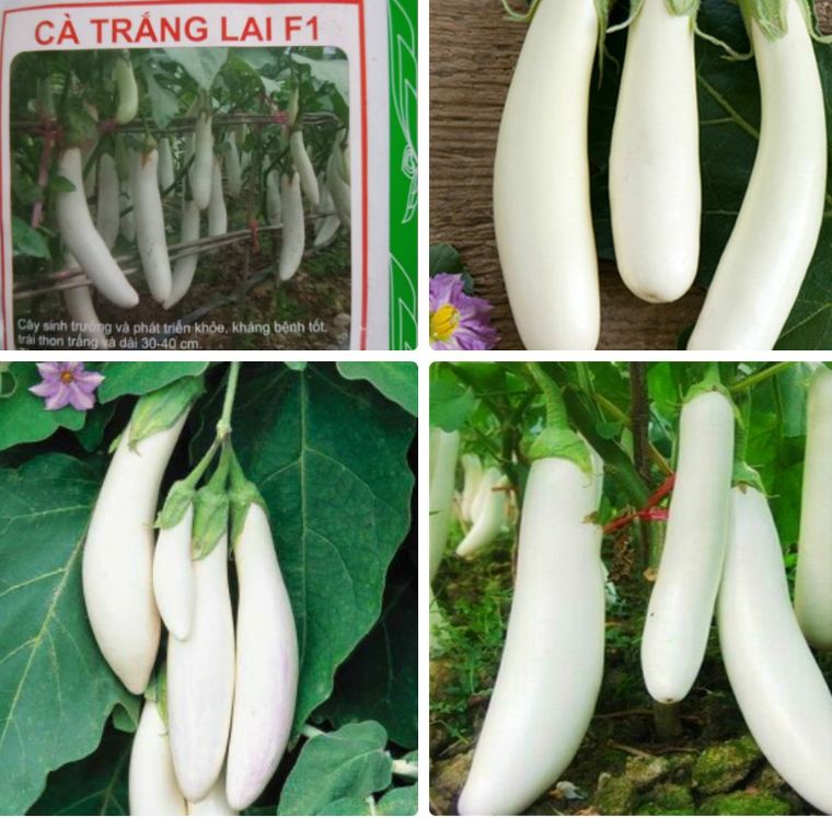 " gói 2gr=400 "hạt giống cà trắng lai trái dài f1