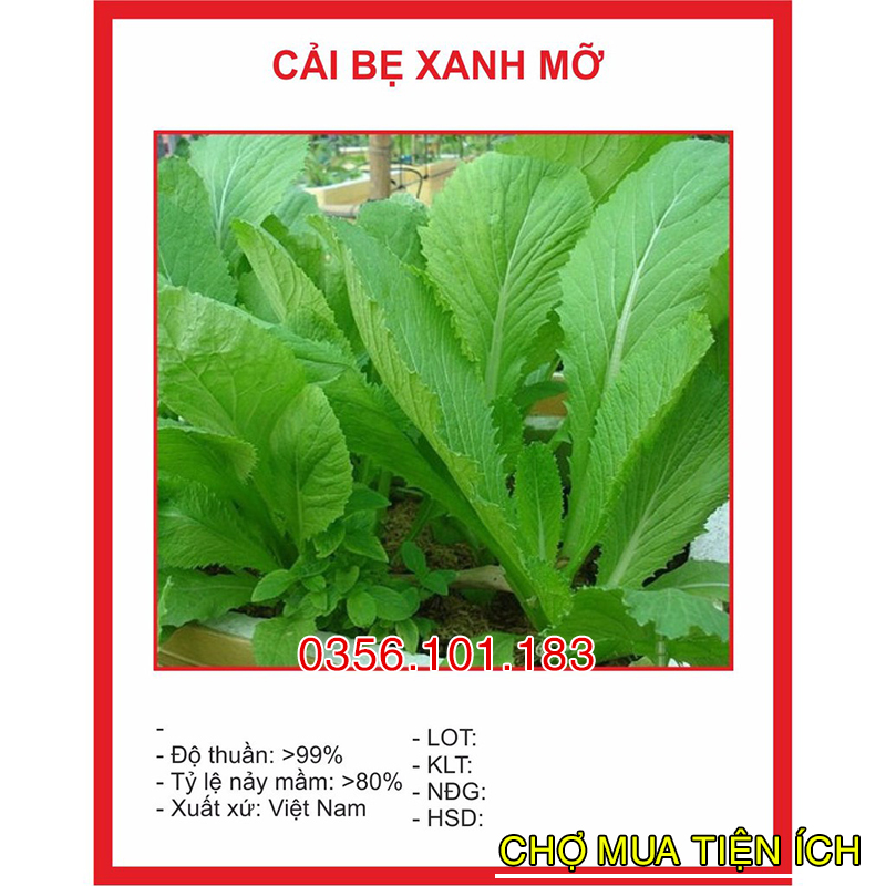 Hạt giống Cải Bẹ Xanh Mỡ 20gr nhanh Thu hoạch