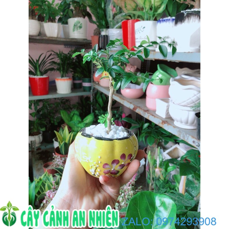 Chậu Cây Kim Quýt Bonsai