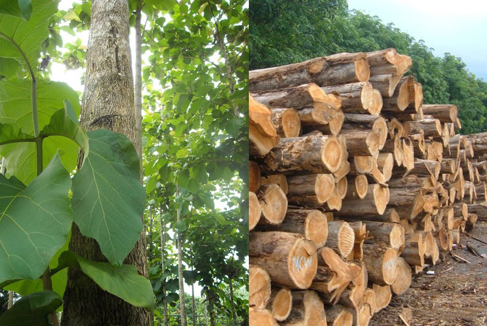 1 kg hạt giống cây tếch trồng lấy gỗ- hạt tuyển bao nảy mầm.