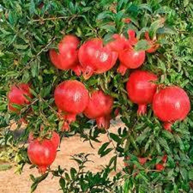 Cây giống lựu đỏ ấn độ siêu quả, dòng quả sớm cam kết giống chuẩn f1