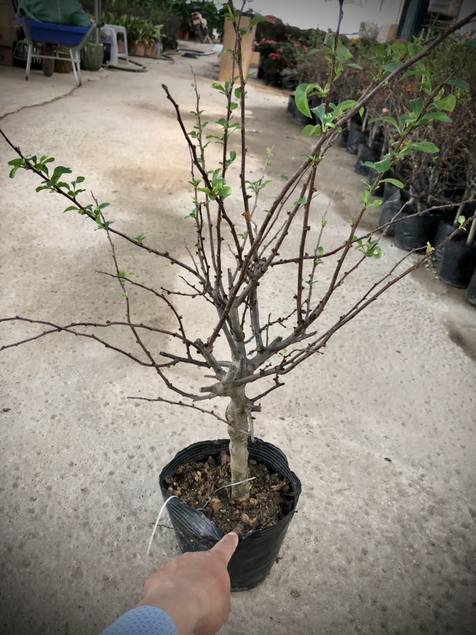 Cây mai đỏ Nhật  cao 60cm (ảnh thật số 2)