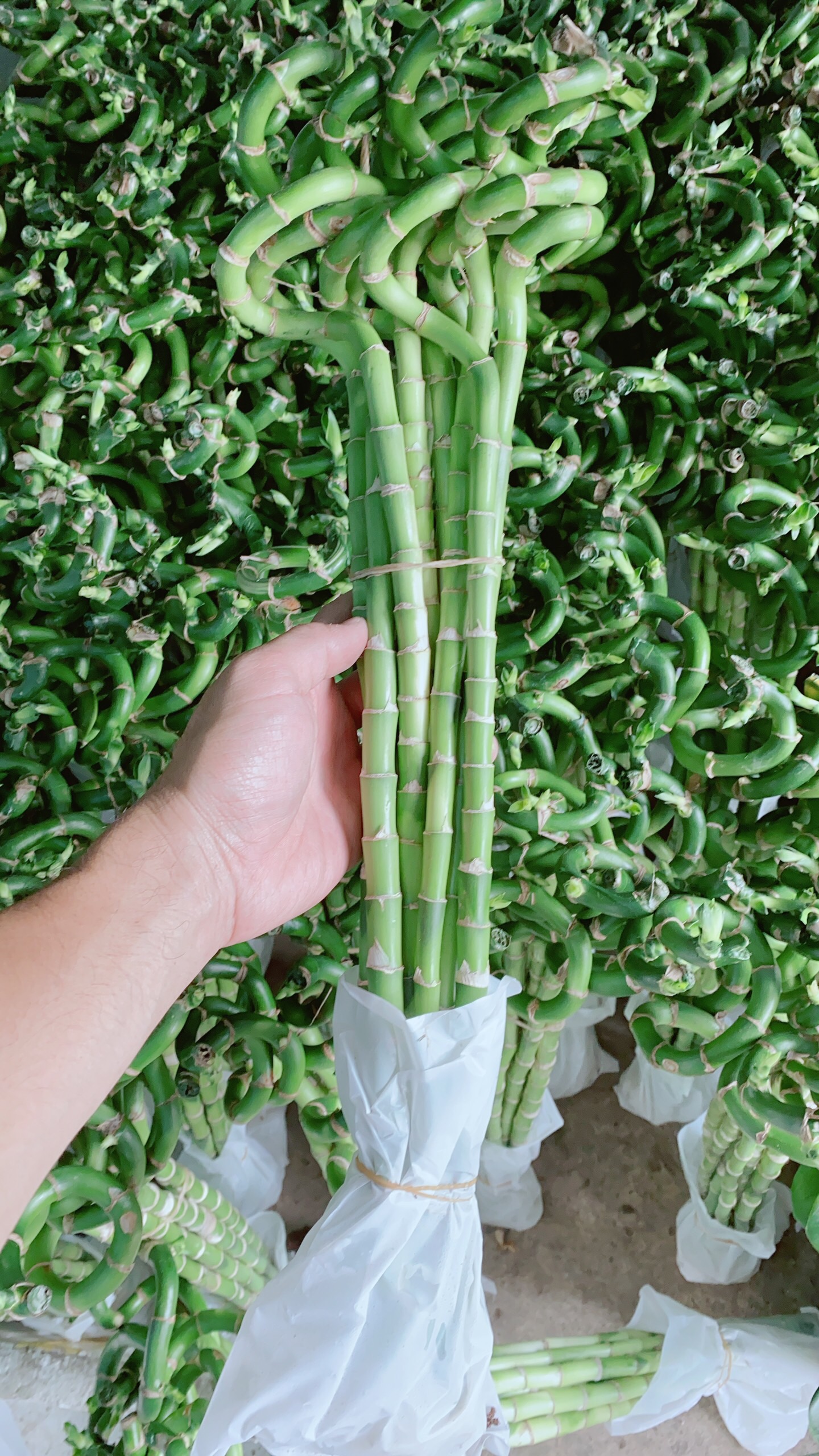 Phát Tài Xoắn 25k/Cây