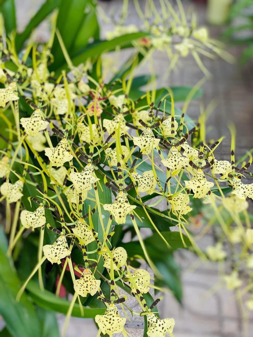 Vũ nữ nhện Xanh