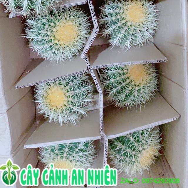 Xương rồng kim hổ lớn