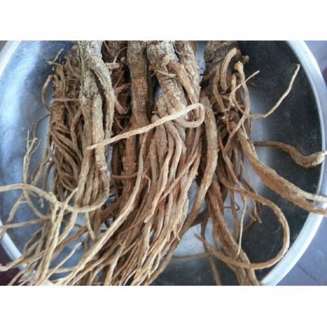 sỉ toàn quốc 500g sâm quy sâm đương quy