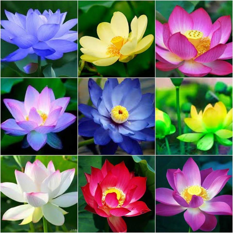BỘ 20 Hạt giống hoa Sen Mini Nhật Bản Nhiều màu