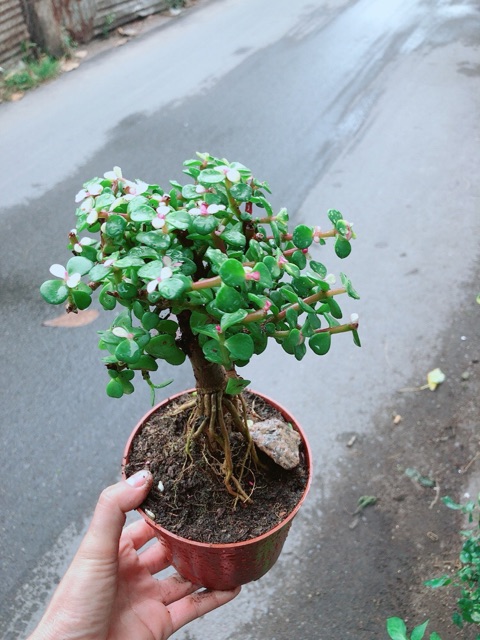 Cây Lá Ngọc Thân Cổ Thụ