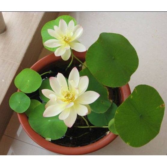 1 Hạt Giống Hoa Sen Nhật Mini