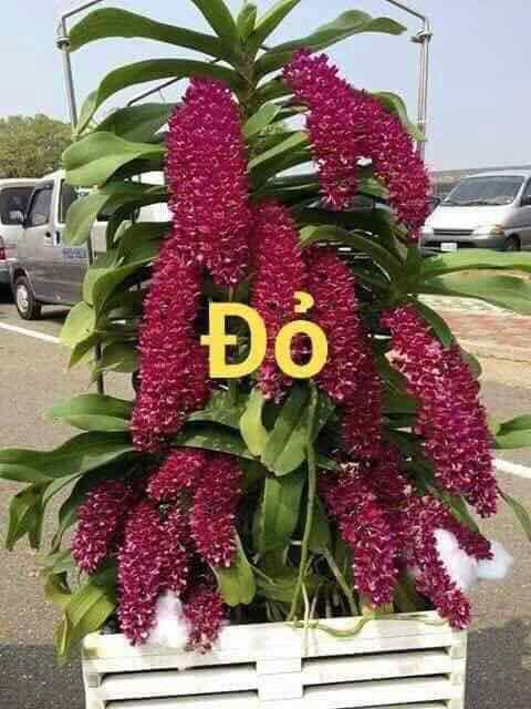 Ngọc điểm Thái đủ màu cây giống