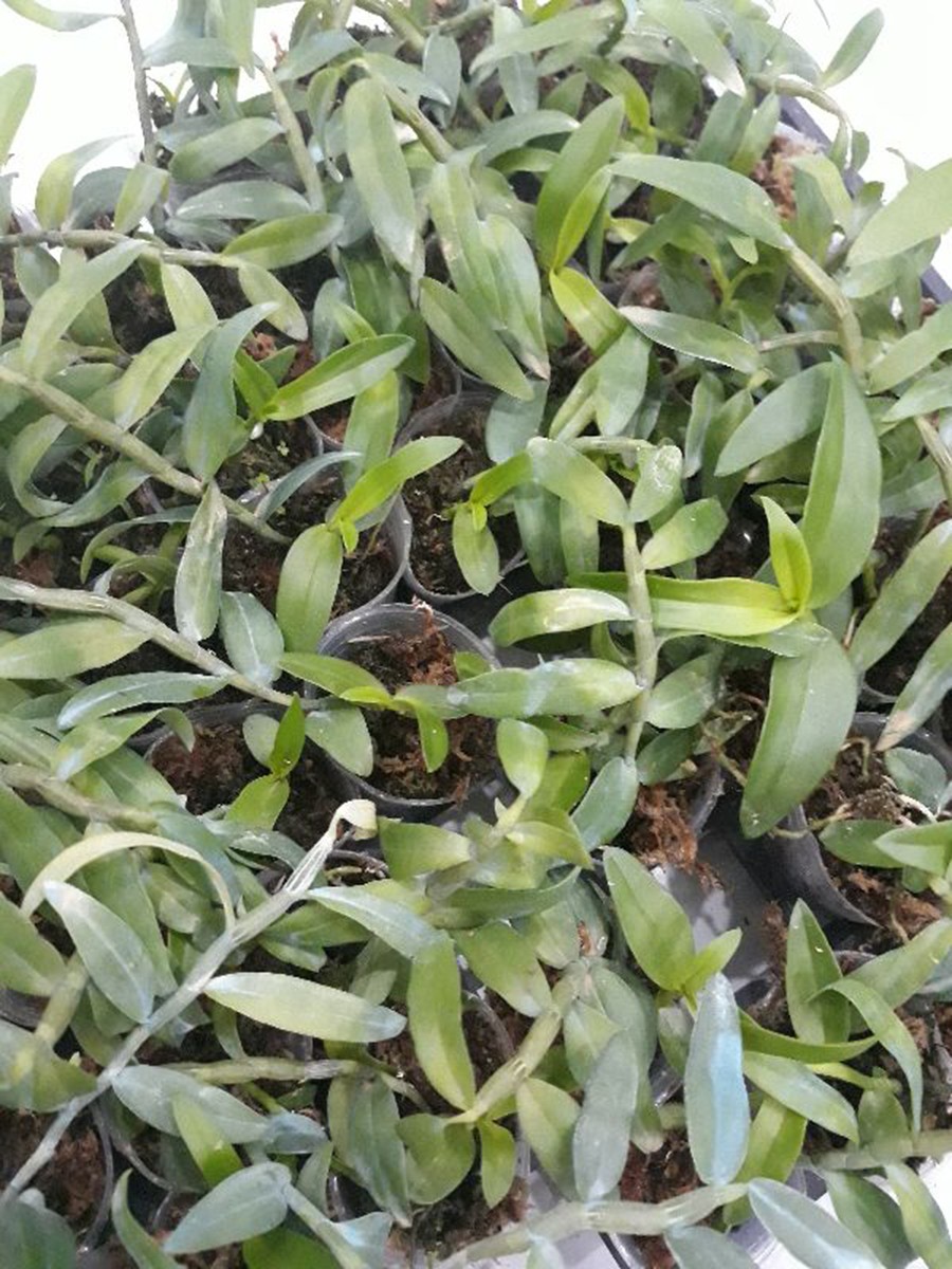 Phong lan giả hạc hoa hồng đỏ siêu đẹp