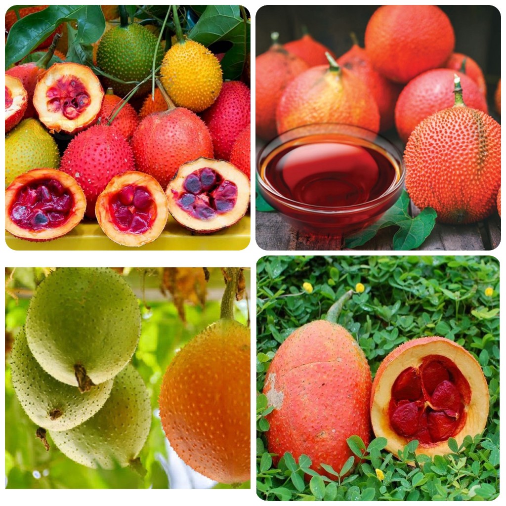 Hạt giống cây gấc đỏ siêu trái-gói 10 hạt(tặng kèm phân bón)