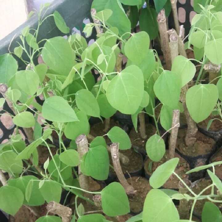 3 cây giống bò khai - 3545