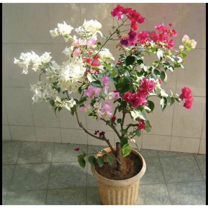 Cây hoa giấy ngũ sắc (gửi cây như hình 6)