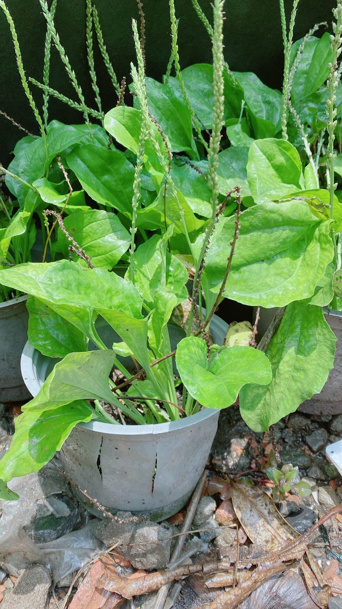 Cây rau mã đề