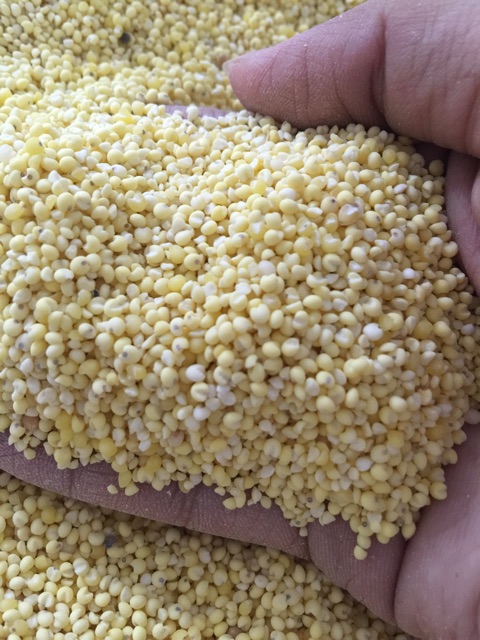 500GR Hạt kê nếp vàng