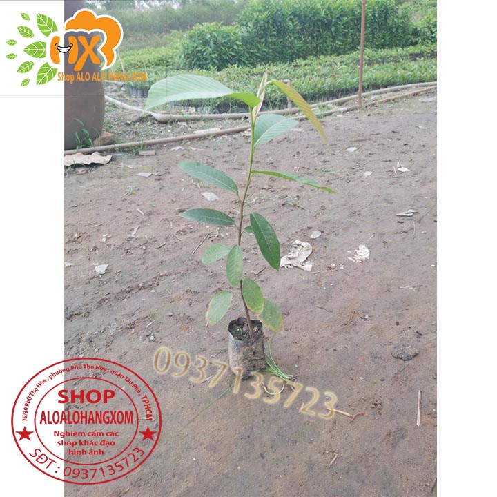 [HCM]COMBO 5 CÂY DẦU -CÂY GIỐNG