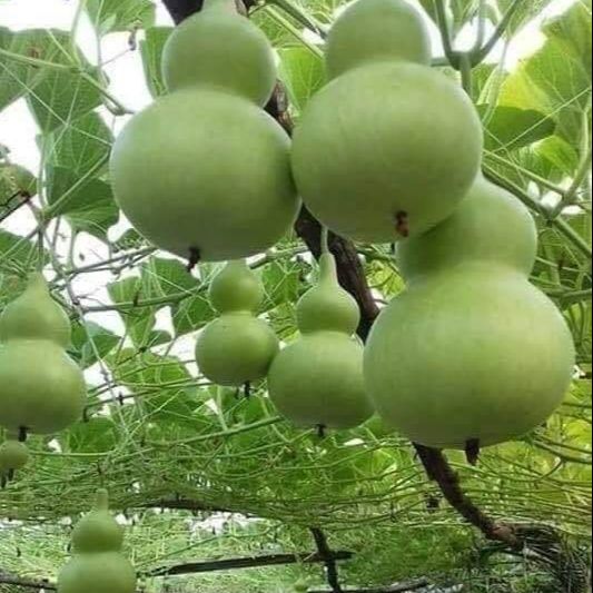 Hạt Giống Bầu Hồ Lô Năng Suất Cao (1gr)