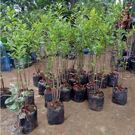 Cây Lựu Tím (Lựu Đen) - Giống cây trồng cây ăn trái (có bảo hành được khiểm hàng)