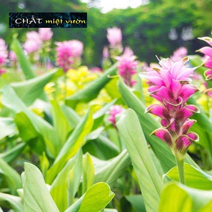 Cây nghệ vàng giống