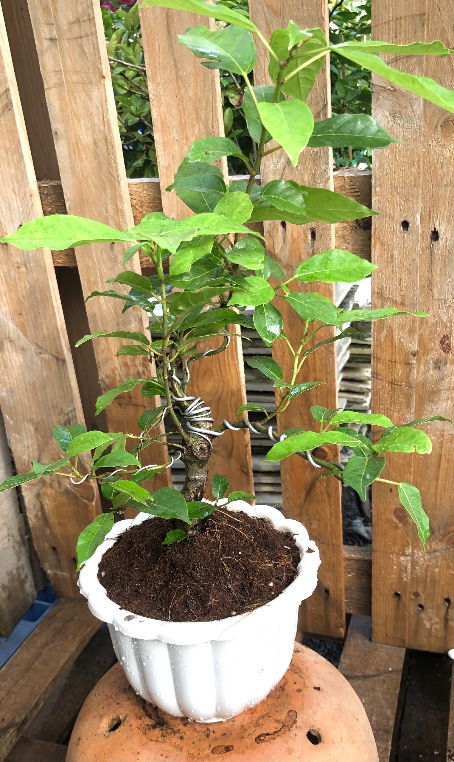 Chậu Bonsai cây sung trái xanh