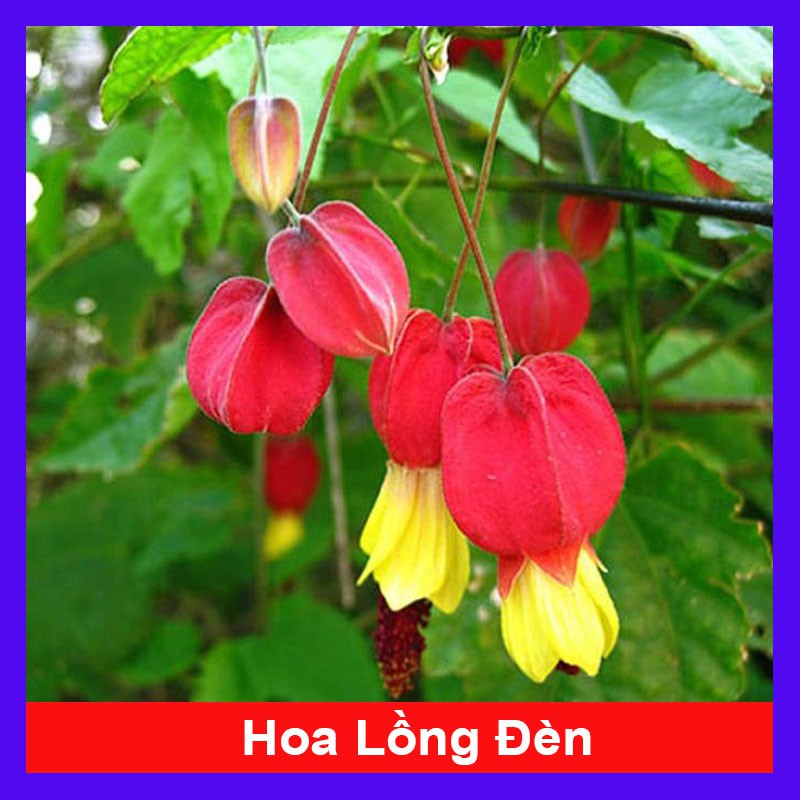 Cây lồng đèn - cây cảnh sân vườn - cây cảnh trong nhà - cây cảnh đẹp - HKPQ