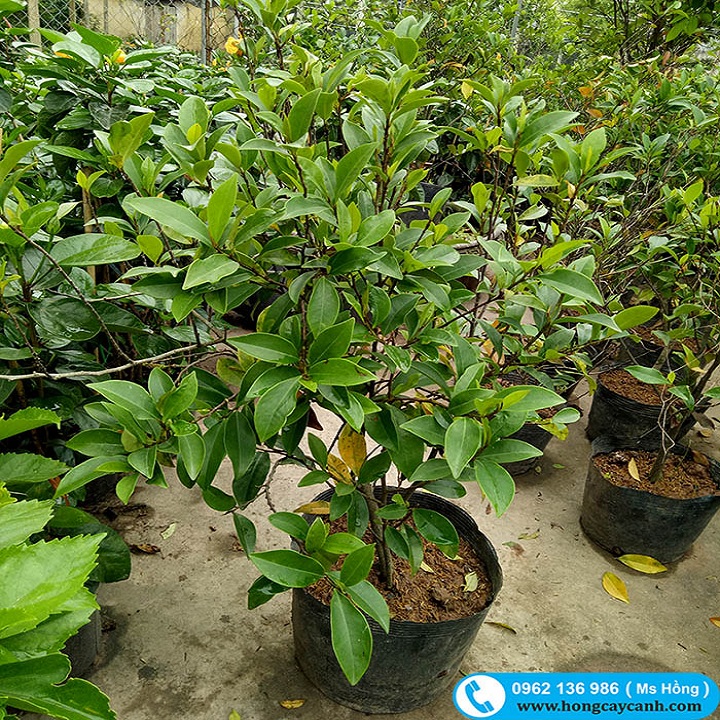 CÂY HOA LAN TIÊU cao trên 80cm