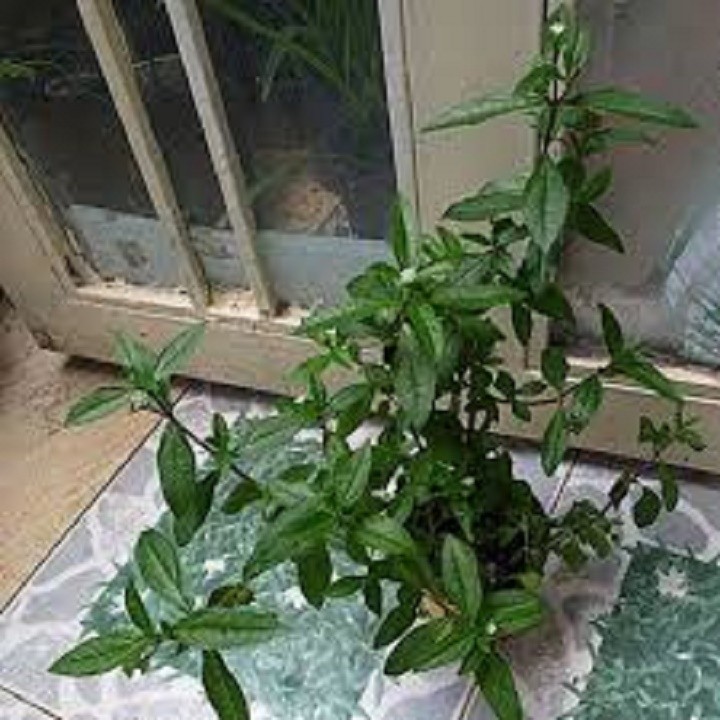CHẬU CÂY CỎ MỰC ( CÂY NHỌ NỒI)