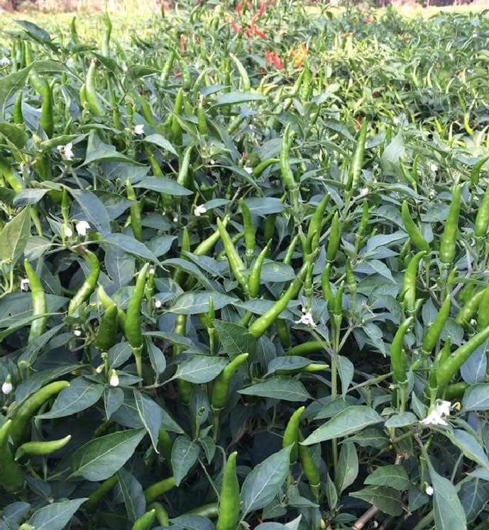 Super Spicy Chili Seeds - Pack of 30 Seeds