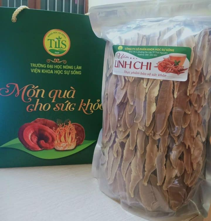 Nấm Linh Chi Đỏ (Hồng Chi Loại Cao Cấp)