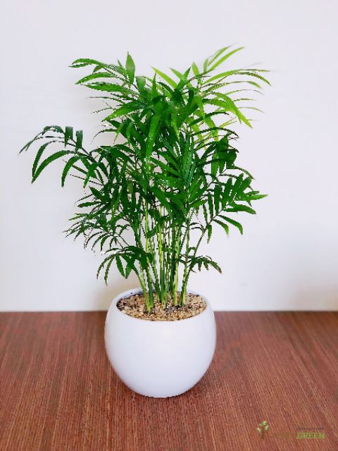 Cây cảnh mini - Cây Cau Tiểu Trâm