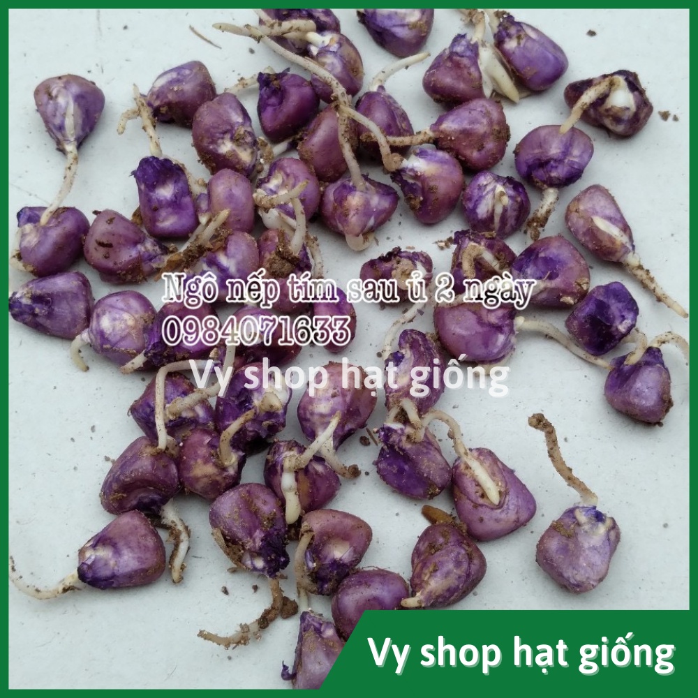 Hạt giống ngô nếp tím (bắp nếp tím) Thái Lan gói 30 hạt