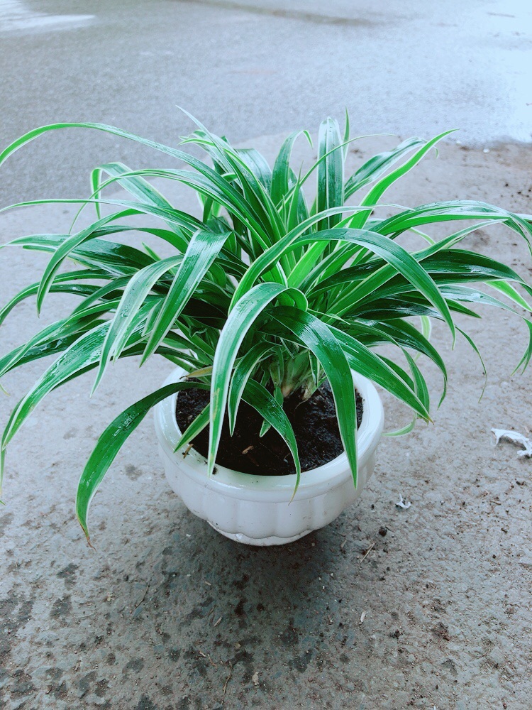Chậu Cây Lan Chi