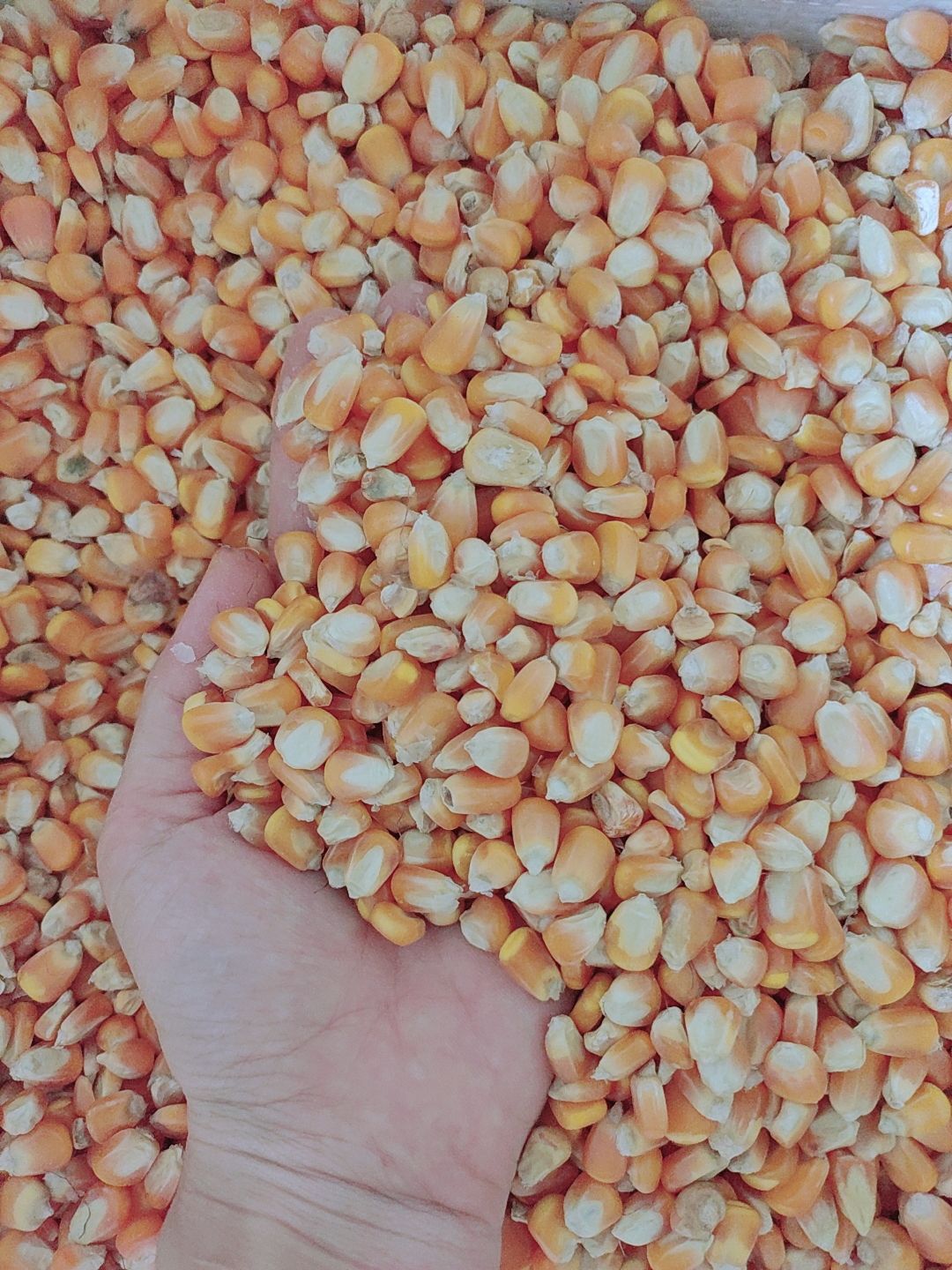 Mài răng cho hamster - Bắp hạt - 100gr