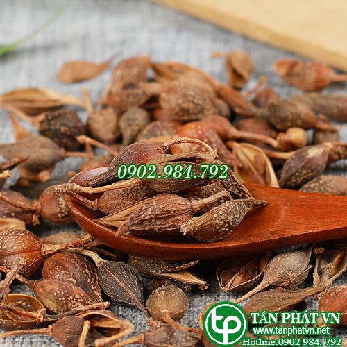 Liên kiều khô 100g - Thảo Dược Tấn Phát