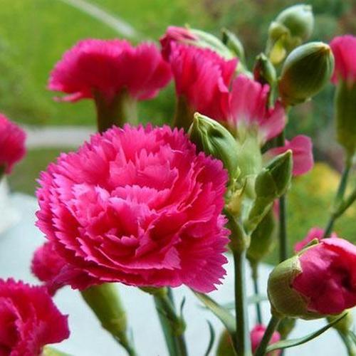 Hạt Hoa Cẩm Chướng Đơn Nhiều Màu. Gói 30 Hạt. Giá Khuyến Mại - Kèm Quà Tặng