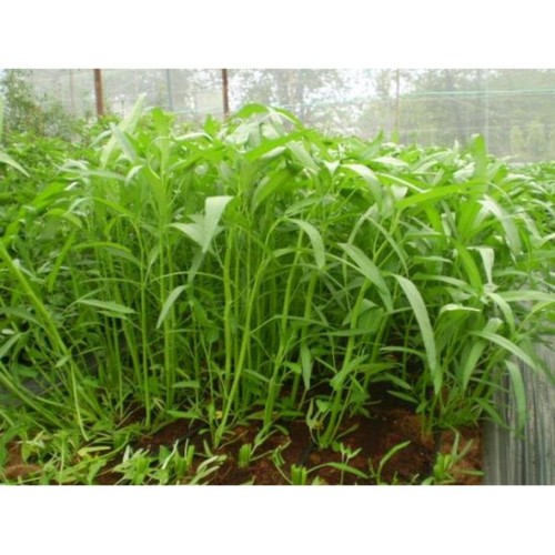hạt giống Rau muống lá tre