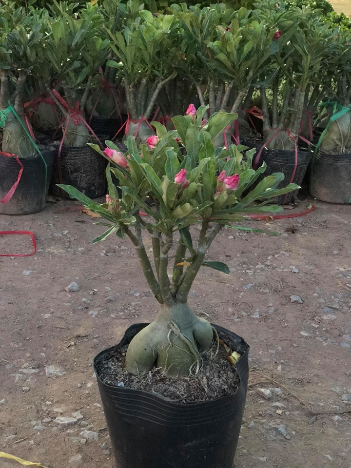 Cây sứ thái  kép trưởng thành