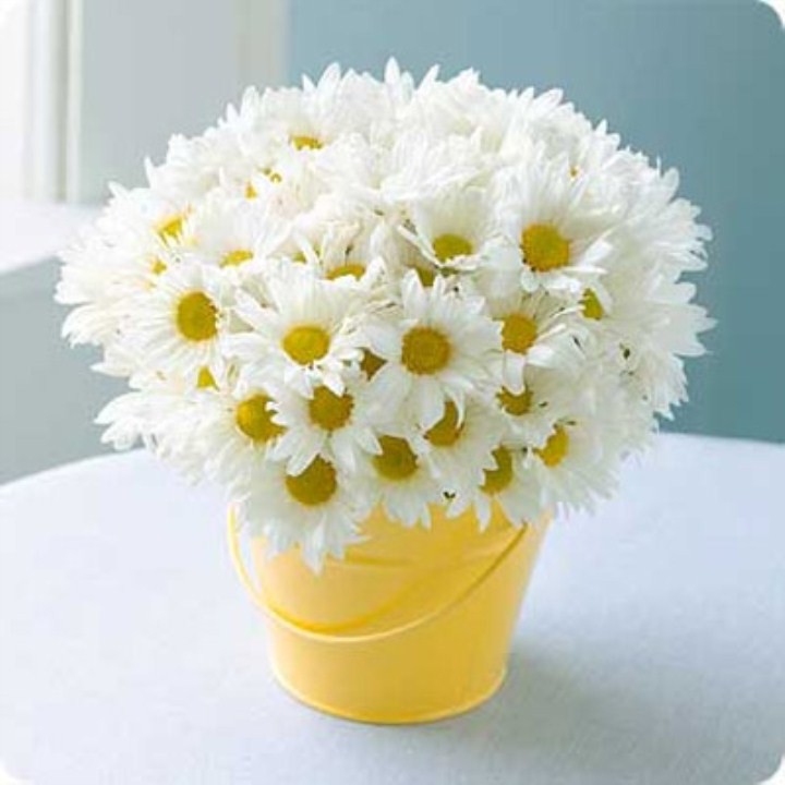 100H Hạt Giống Hoa Cúc Chi Trắng- 60Cm Shasta (Chrysanthemum)