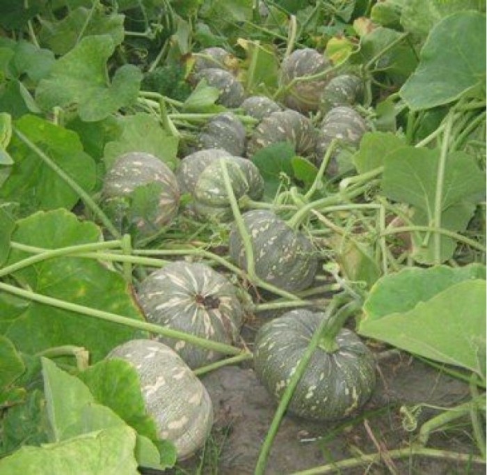 Hạt Giống Bí Đỏ Tròn F1 - 2Gram
