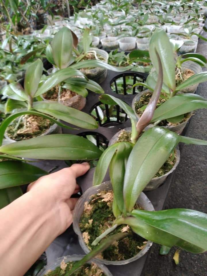 Lan Hồ Điệp Giống ( combo 5 cây)