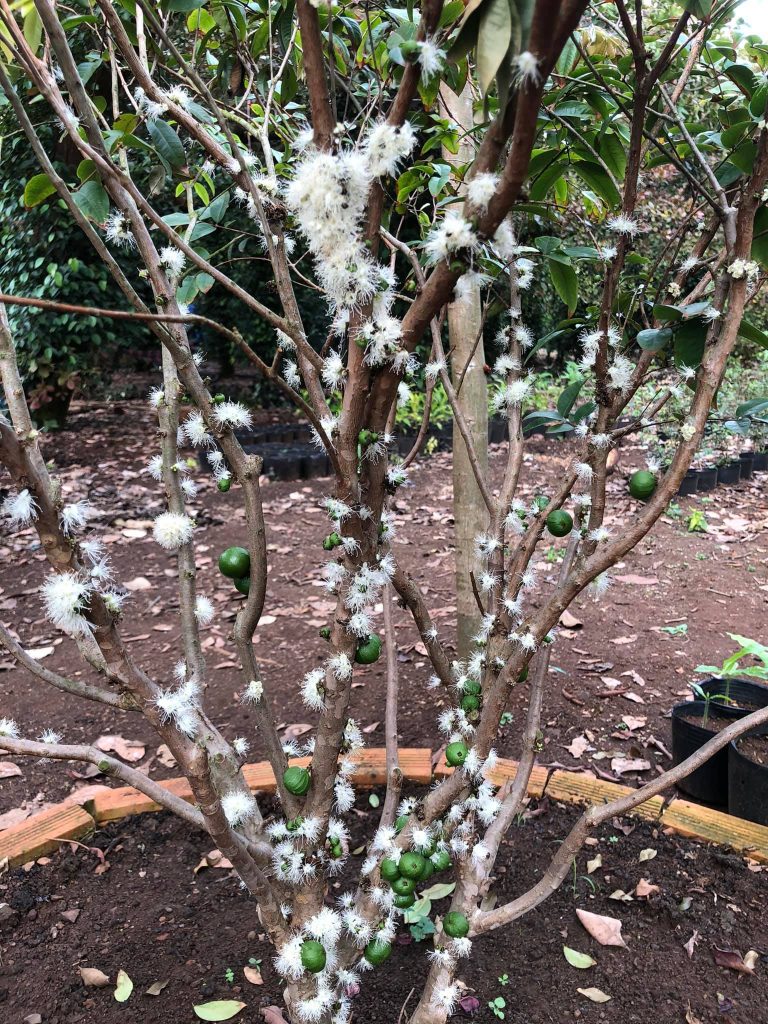 Hạt giống cây nho thân gỗ - Gói 5 hạt