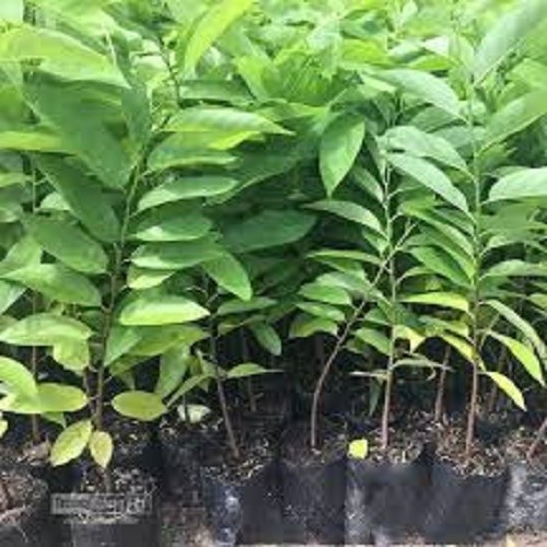 Cây giống na dứa đài loan siêu ngon, dòng cấy mô, cây đẹp giống chuẩn như hình luôn