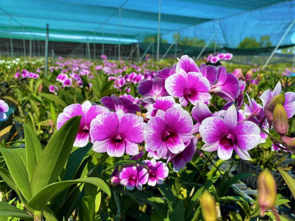 hoa lan yaya mini trưởng thành