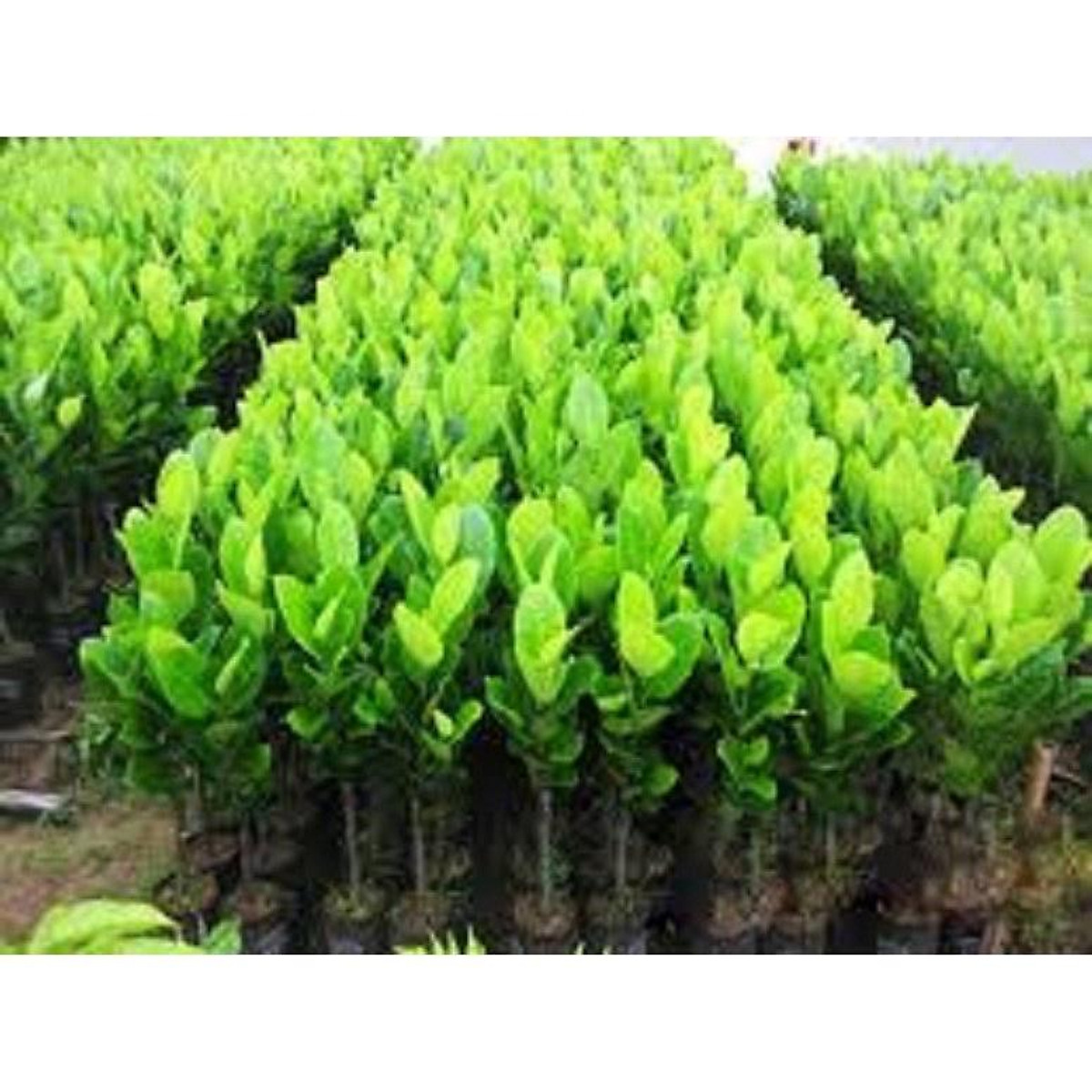 CÂY GIỐNG MÍT TỐ NỮ