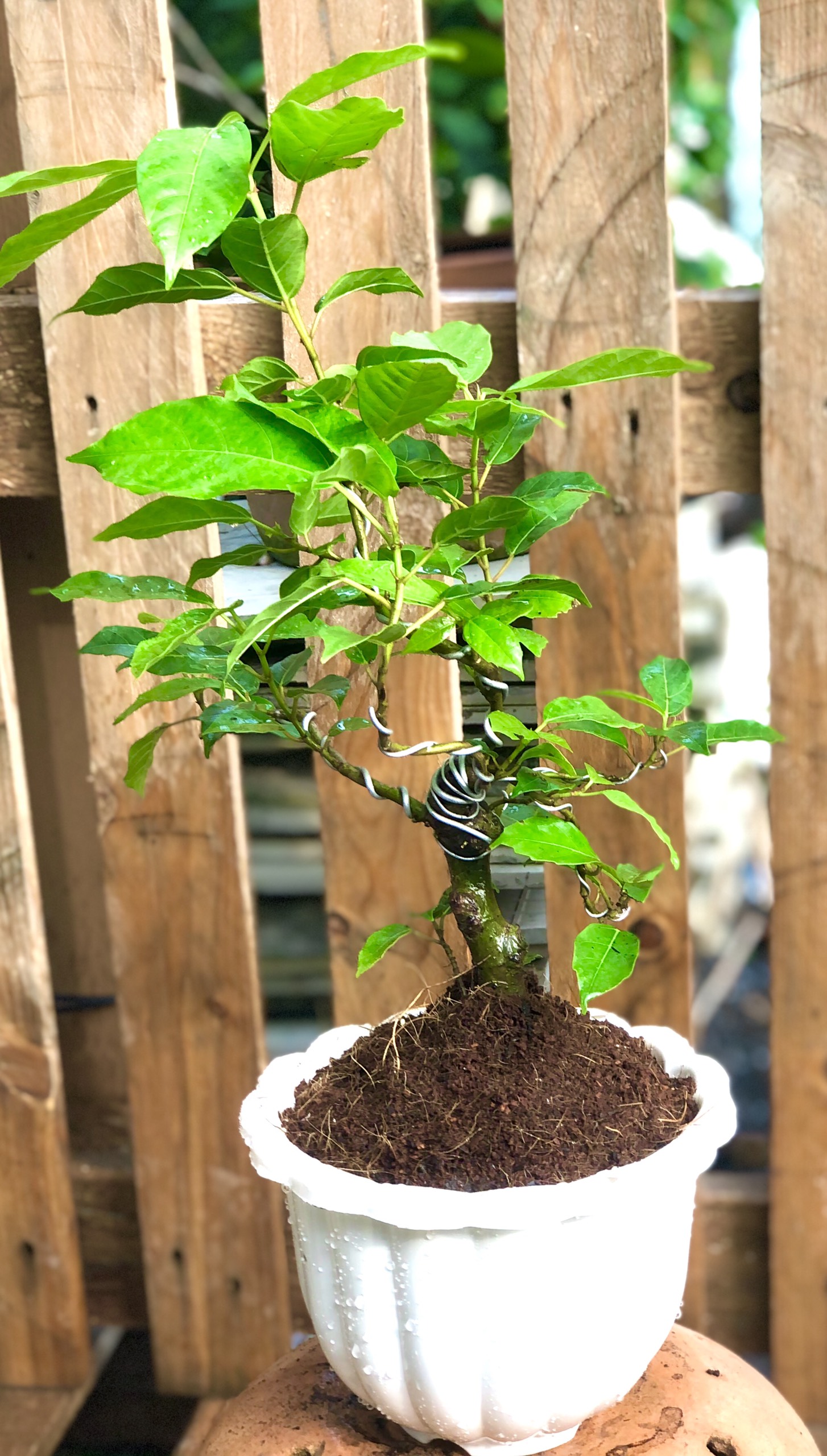 Chậu Bonsai cây sung trái xanh