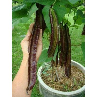 HẠT GIỐNG ĐẬU RỒNG ĐỎ THÁI LAN