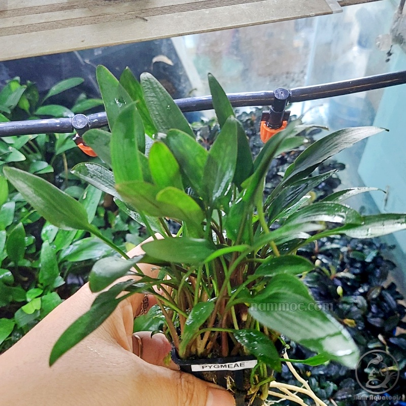 Cây Thủy Sinh Tiêu Thảo Becketiti