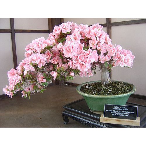 Hạt Giống Hoa Anh Đào 10 Hạt