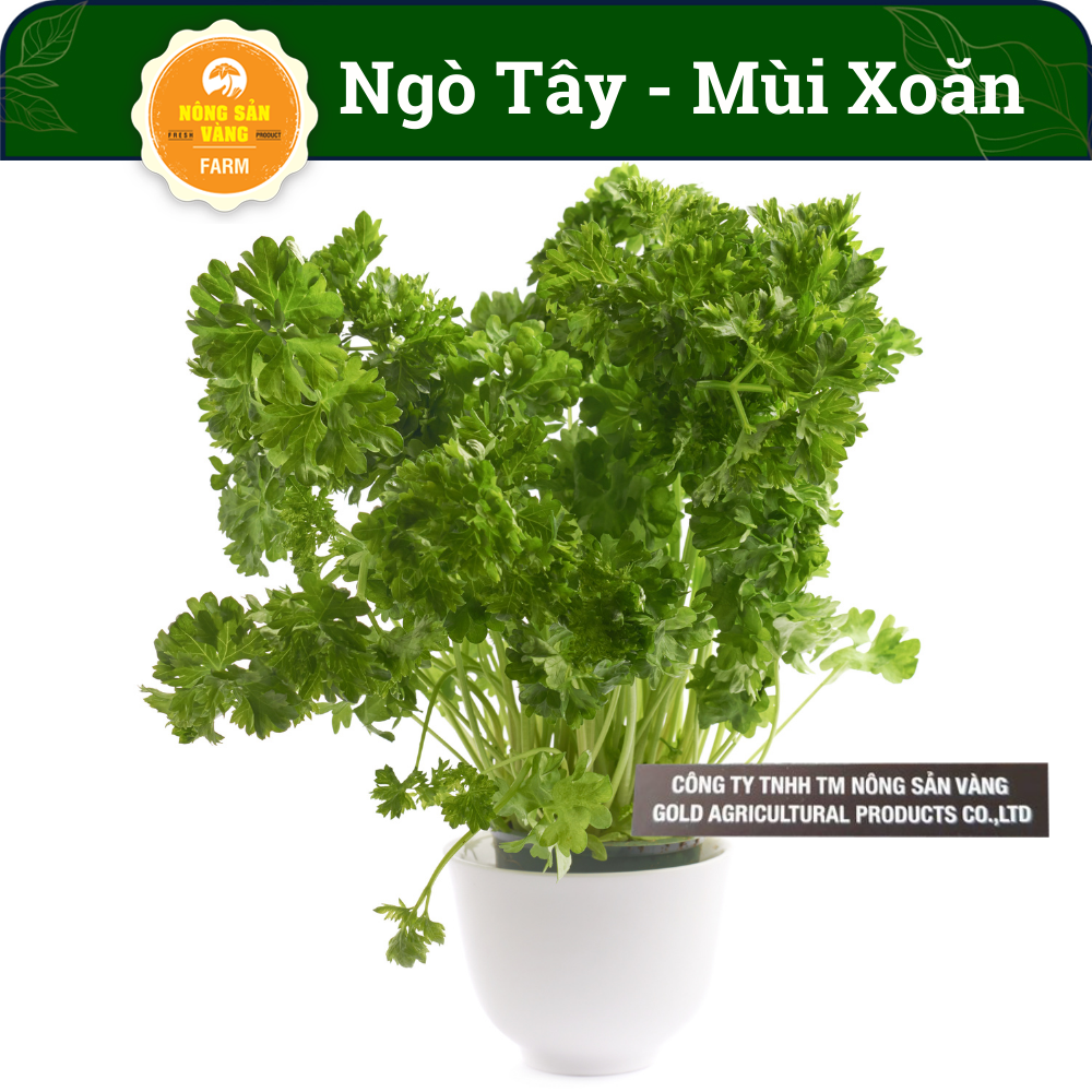 Seeds coriander West , vegetable seasoning, parsley, coriander curly